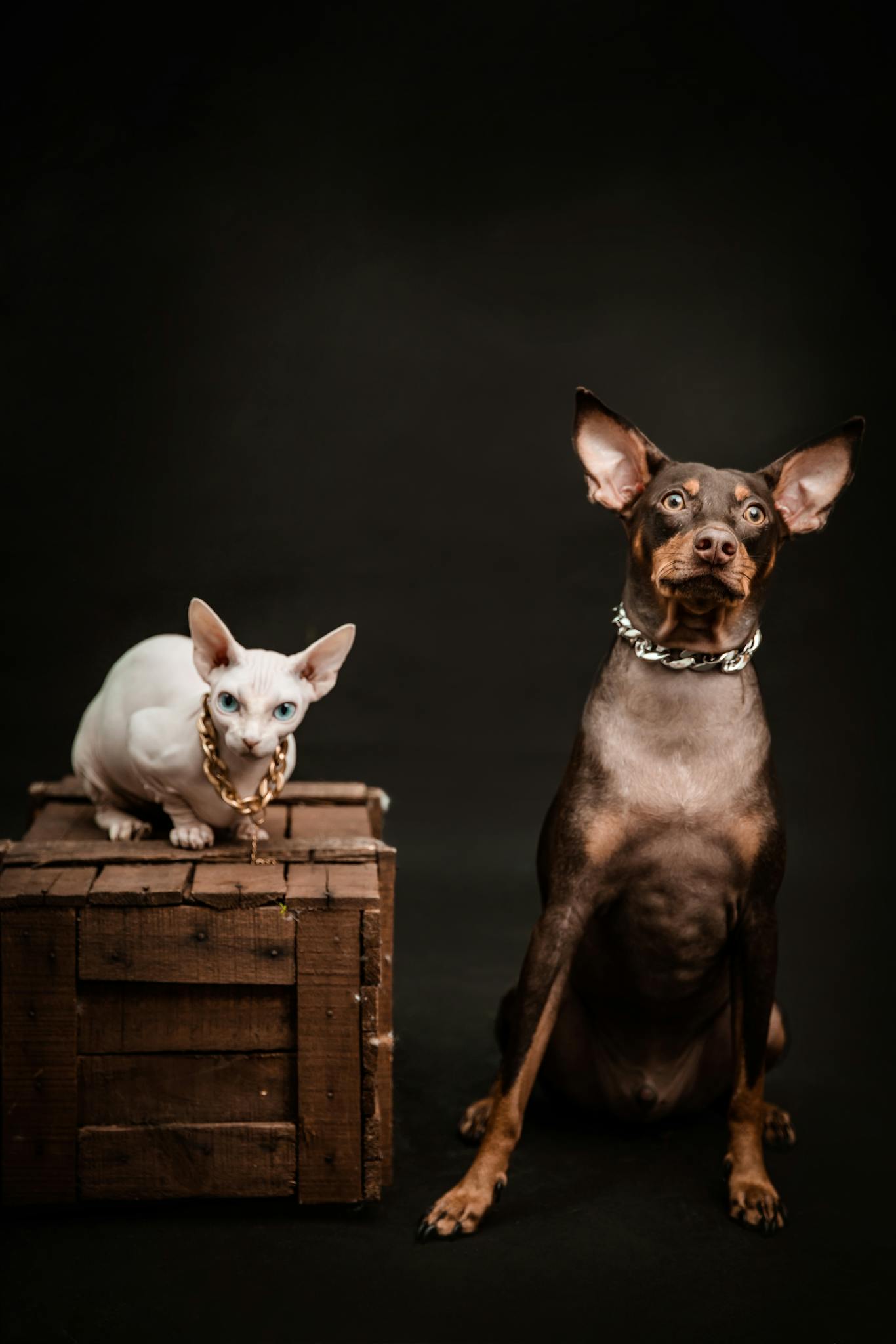 A poised Doberman and a stylish Sphynx cat with a gold necklace on a wooden box.