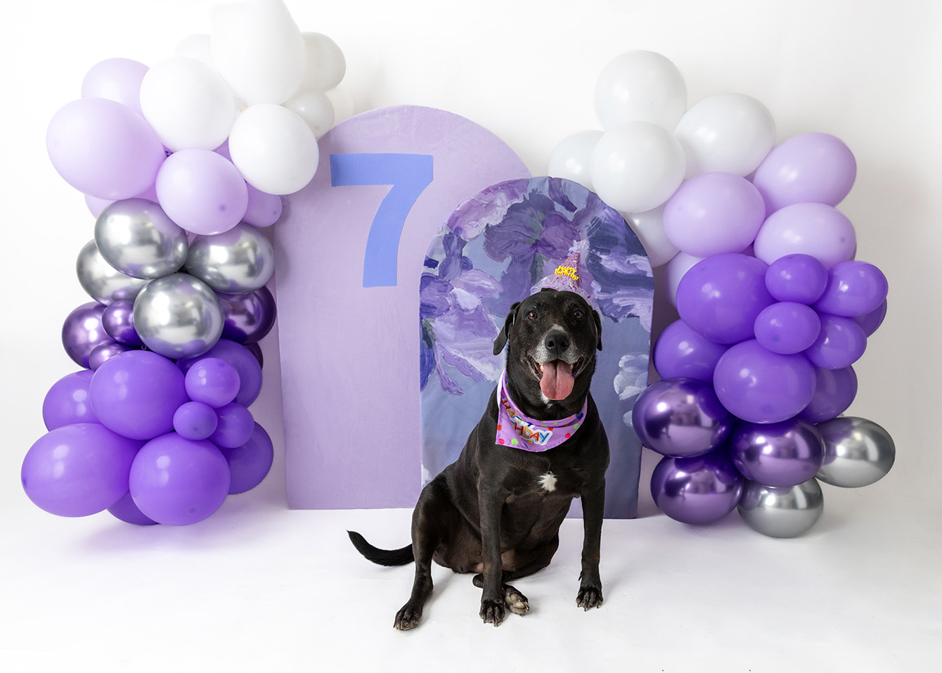 dog birthday photo